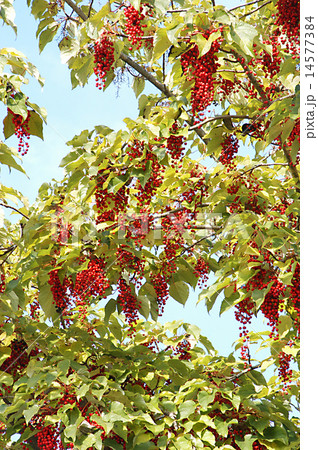 イイギリ 14577384