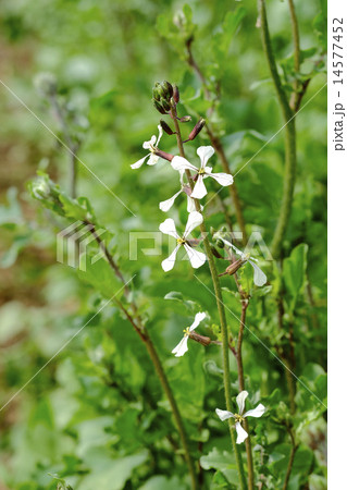 ルッコラの花 14577452