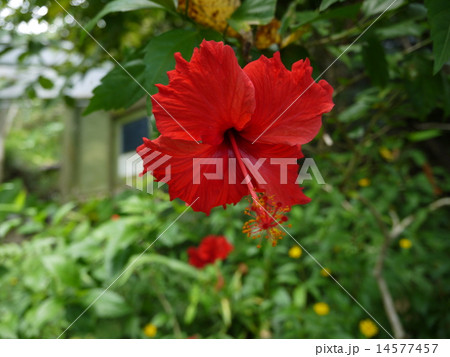ハイビスカス 14577457