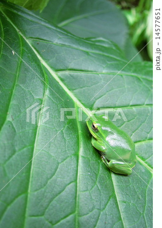紫陽花の葉にシュレーゲルアオガエル 14577651