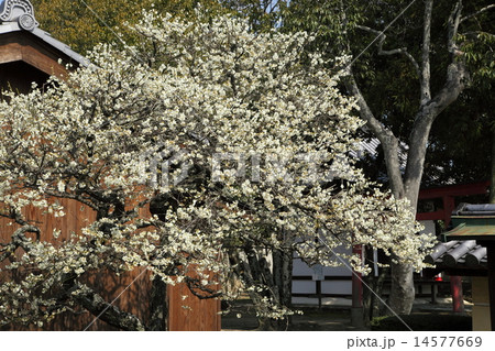法華寺の梅 法華寺の梅 14577669