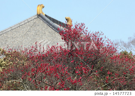 緋梅と東大寺 緋梅と東大寺 14577723