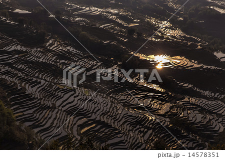 中国雲南省元陽の棚田 中国雲南省元陽の棚田 14578351