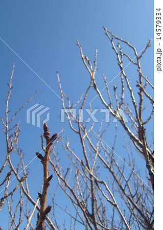 桜の新芽 14579334