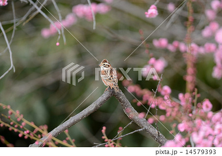 カシラダカ 14579393