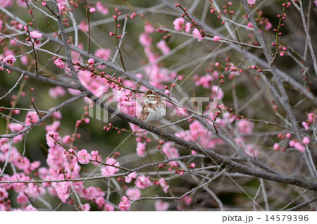 カシラダカ 14579396