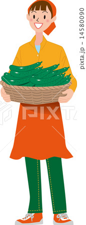 収穫 きゅうりのイラスト素材