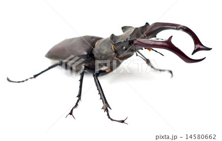 stag beetle 14580662