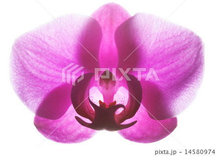 one pink orchid isolated on white one pink orchid isolated on white 14580974