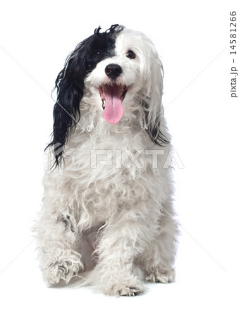 Chinese Crested dog. isolated 14581266