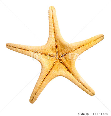 Decorative sea star isolated over white 14581380
