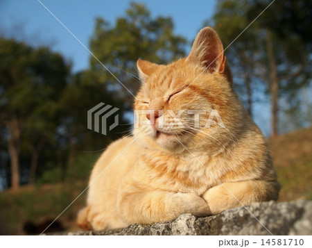 眠る茶トラ猫 眠る茶トラ猫 14581710