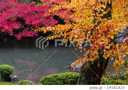 蓮華寺の紅葉 14581823