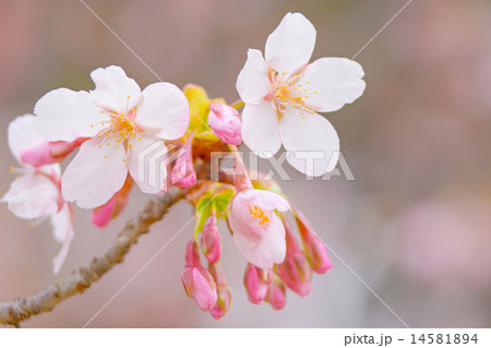 さくら 14581894