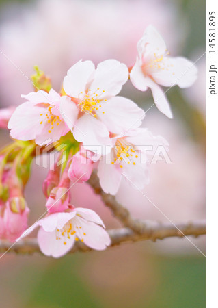 さくら 14581895