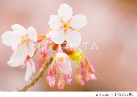 さくら 14581896