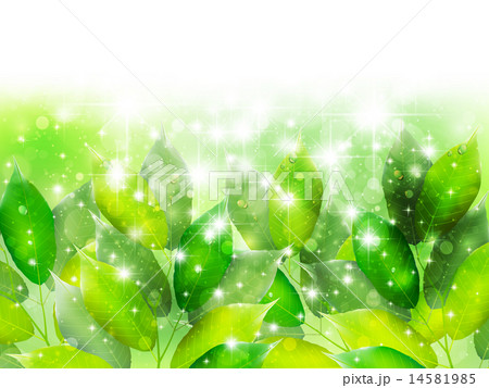 葉　新緑　背景 14581985