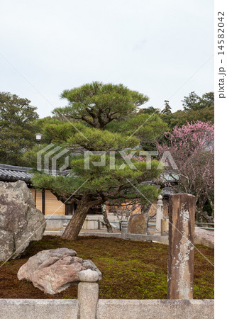 くろ谷　金戒光明寺　熊谷直実鎧掛けの松 14582042