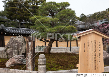 くろ谷　金戒光明寺　熊谷直実鎧掛けの松 14582044