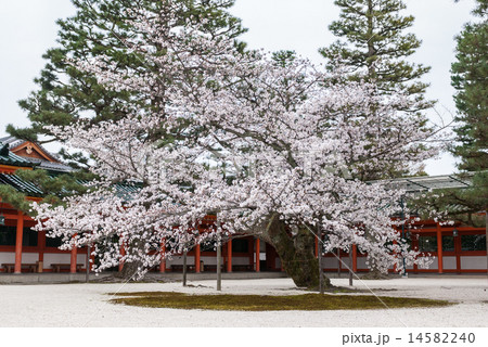 平安神宮 染井吉野桜 平安神宮 染井吉野桜 14582240