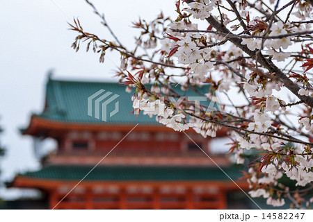 平安神宮　左近の桜 14582247