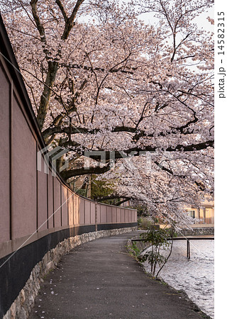 白川 桜並木 白川 桜並木 14582315