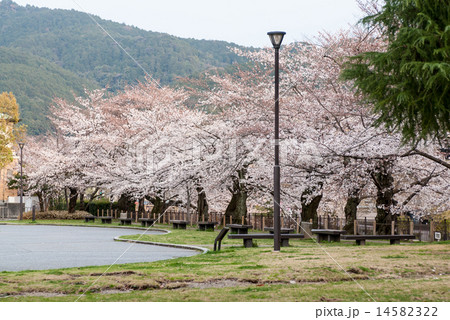 京都市美術館の桜 14582322