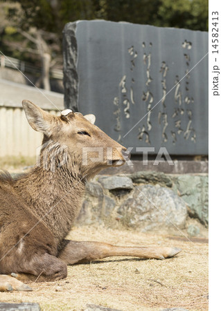 猿沢池と興福寺 14582413