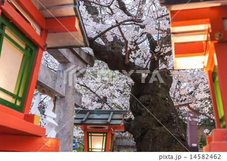 祇園白川 辰巳大明神と桜 祇園白川 辰巳大明神と桜 14582462