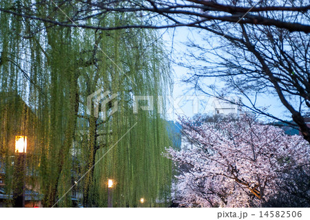 祇園白川　宵桜 14582506