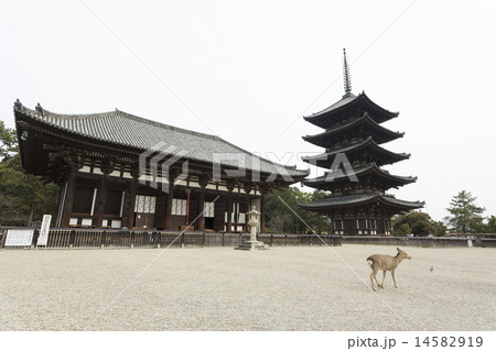 興福寺の東金堂と五重塔 14582919
