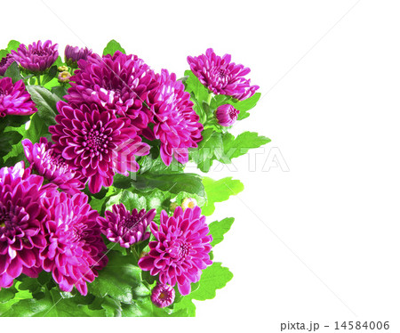 Bouquet of Chrysanthemums Isolated Bouquet of Chrysanthemums Isolated 14584006