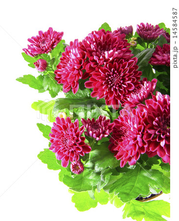 Bouquet of Chrysanthemums Isolated 14584587