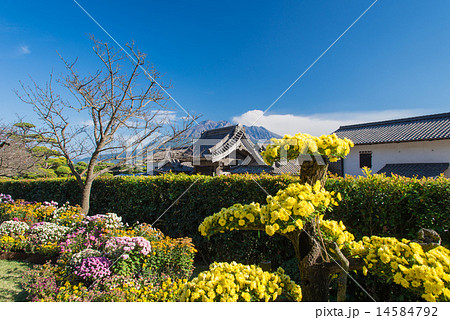 菊祭りの仙巌園 14584792