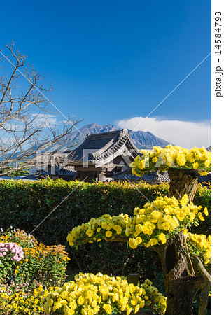 菊祭りの仙巌園 菊祭りの仙巌園 14584793