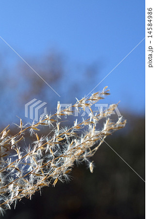 ススキ　拡大 14584986