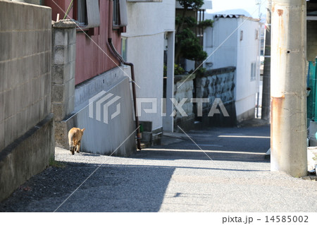 猫の散歩道 猫の散歩道 14585002