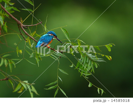 Common Kingfisher - Alcedo atthis 14585018