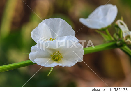 Texas mud baby flower Texas mud baby flower 14585173