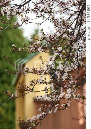 ベニバスモモ ベニバスモモ 14585606