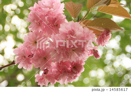 八重桜 八重桜 14585617