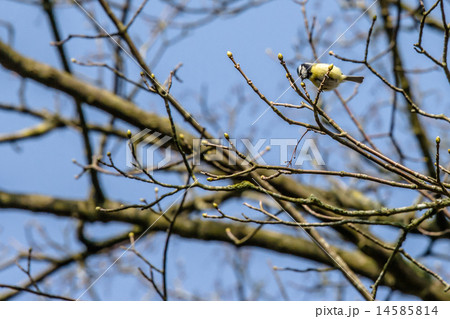 Parus Major bird on a twig 14585814