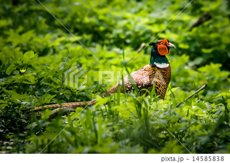 Pheasant male in nature 14585838