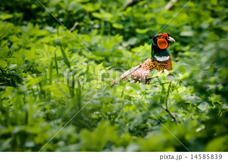 Pheasant male in nature 14585839