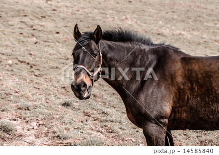 Horse standing on a dusty field Horse standing on a dusty field 14585840