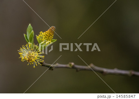 Fluffy seed blooming at springtime Fluffy seed blooming at springtime 14585847