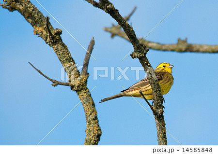 Yellowhammer sitting on a branch 14585848