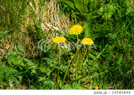 Dandelion flowers in the garden 14585849