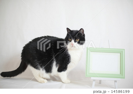 ブチネコとホワイトボード ブチネコとホワイトボード 14586199