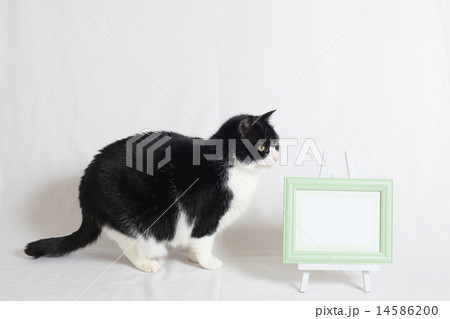 ブチネコとホワイトボード ブチネコとホワイトボード 14586200